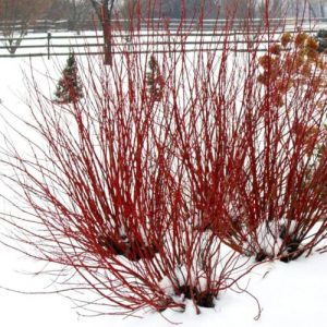 Key Landscaping Ideas