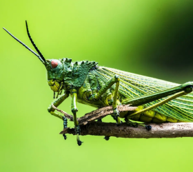 Insect Control