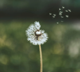 Weed Control